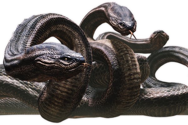 Кракен ссылка trikky